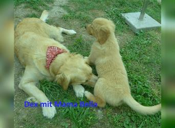 Noch 2 Rüden und 1 Mädel Golden Retriever Welpen mit