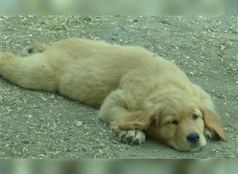 Noch 2 Rüden und 1 Mädel Golden Retriever Welpen mit