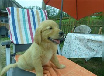 Noch 2 Rüden und 1 Mädel Golden Retriever Welpen mit