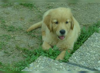 Noch 2 Rüden  Golden Retriever Welpen mit Ahnentafen