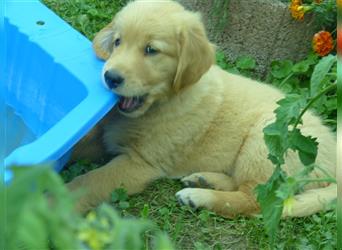 Noch 2 Rüden  Golden Retriever Welpen mit Ahnentafen