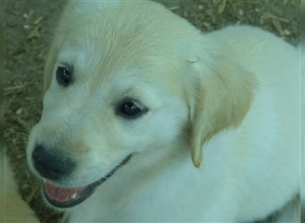 Noch 2 Rüden  Golden Retriever Welpen mit Ahnentafen