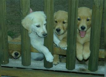 Noch 2 Rüden  Golden Retriever Welpen mit Ahnentafen