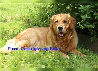 Noch 2 Rüden und 1 Mädel Golden Retriever Welpen mit