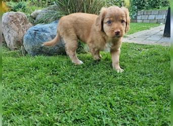 Canadian Shining Toller Retriver