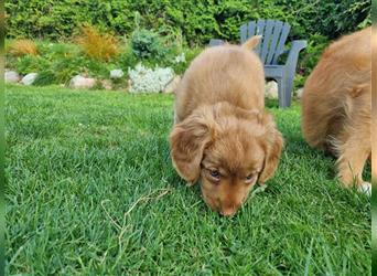 Canadian Shining Toller Retriver