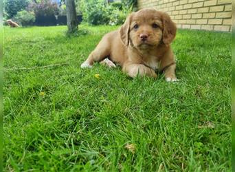 Canadian Shining Toller Retriver