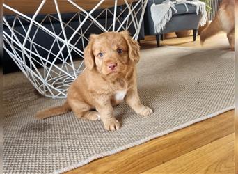 Canadian Shining Toller Retriver