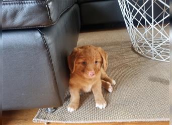 Canadian Shining Toller Retriver