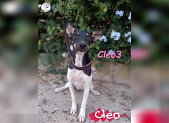 Cleo3 04/2024 (ESP) - verspielte, anhängliche und sportliche Bodeguera!