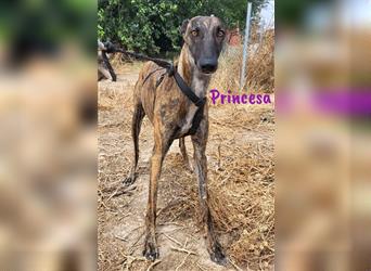 Princesa 03/2021 (ESP) - bezaubernde, aufgeschlossene und sympathische Galga!