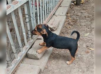 Levi sucht ein Zuhause