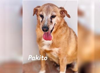 Pakito 08/2017 (ESP) - ausgeglichener, anhänglicher Podenco-Mix sehnt sich nach Liebe!