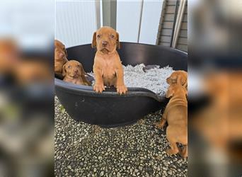 " Reinrassige Magyar Vizsla Hündinnen mit Ahnentafel "