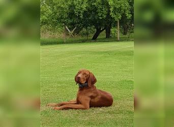 " Reinrassige Magyar Vizsla Welpen mit Ahnentafel "