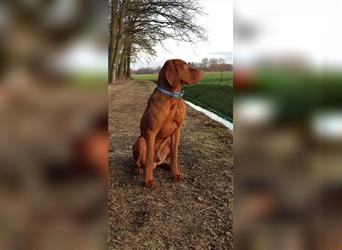 " Reinrassige Magyar Vizsla Welpen mit Ahnentafel "