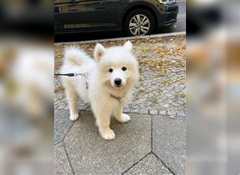 Samoyed Samojede Hündin Welpe