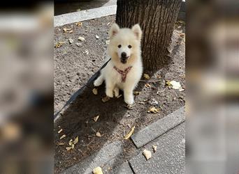 Samoyed Samojede Hündin Welpe