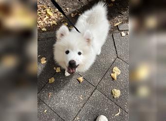 Samoyed Samojede Hündin Welpe