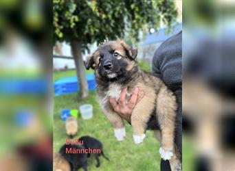 Malinois Mix Welpen