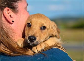 LANIUS ca. 4 mon. Beaglemixjunge sucht liebevolle Familie