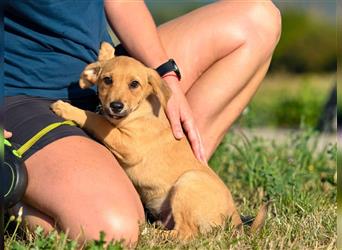 LANIUS ca. 4 mon. Beaglemixjunge sucht liebevolle Familie