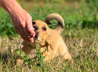 LANIUS ca. 4 mon. Beaglemixjunge sucht liebevolle Familie