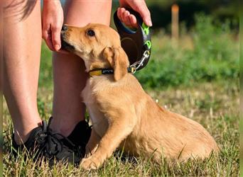 LANIUS ca. 4 mon. Beaglemixjunge sucht liebevolle Familie