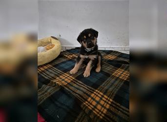 Rottweiler Schäferhund Mix