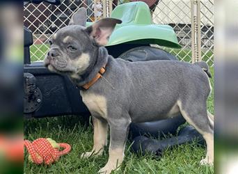 Französische Bulldoggen Welpen/Junghunde