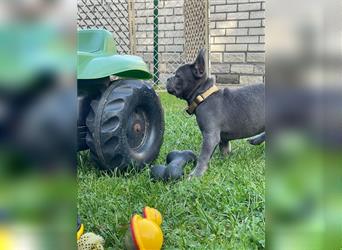 Französische Bulldoggen Welpen/Junghunde