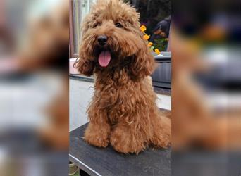 Cockapoo Hündin 1 Jahr