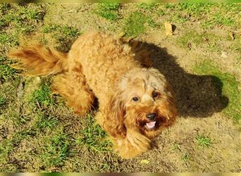 Cockapoo Hündin 1 Jahr