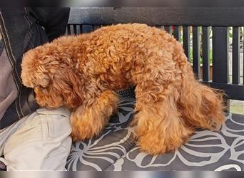 Cockapoo Hündin 1 Jahr