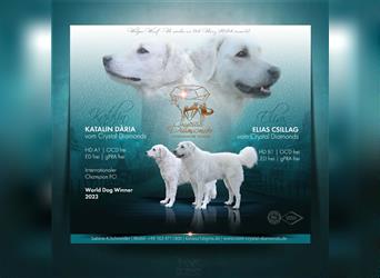 Kuvasz Welpen - Zucht - vom Crystal Diamonds - Mitglied im VDH/ FCI.