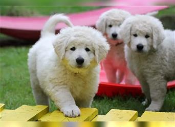 Kuvasz Welpen - Zucht - vom Crystal Diamonds - Mitglied im VDH/ FCI.