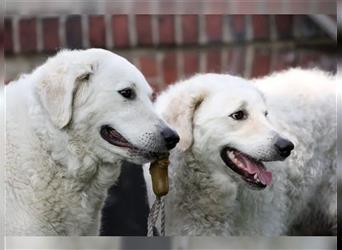 Kuvasz Welpen - Zucht - vom Crystal Diamonds - Mitglied im VDH/ FCI.