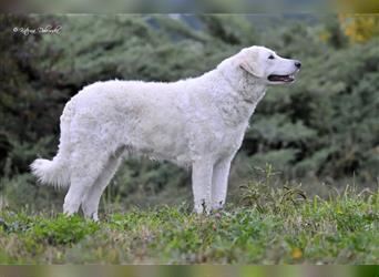 Kuvasz Welpen - Zucht - vom Crystal Diamonds - Mitglied im VDH/ FCI.