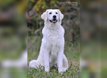 Kuvasz Welpen - Zucht - vom Crystal Diamonds - Mitglied im VDH/ FCI.