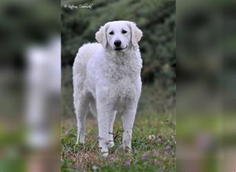 Kuvasz Welpen - Zucht - vom Crystal Diamonds - Mitglied im VDH/ FCI.