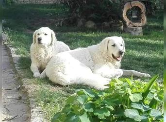 Kuvasz Welpen - Zucht - vom Crystal Diamonds - Mitglied im VDH/ FCI.