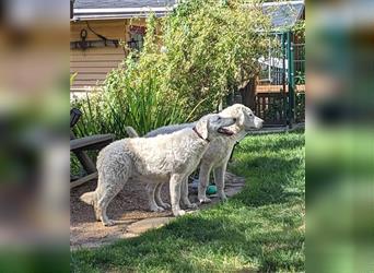 Kuvasz Welpen - Zucht - vom Crystal Diamonds - Mitglied im VDH/ FCI.