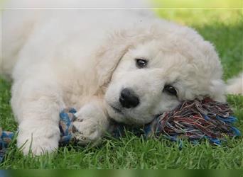 Kuvasz Welpen - Zucht - vom Crystal Diamonds - Mitglied im VDH/ FCI.