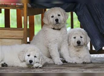 Kuvasz Welpen - Zucht - vom Crystal Diamonds - Mitglied im VDH/ FCI.