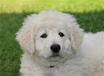 Kuvasz Welpen - Zucht - vom Crystal Diamonds - Mitglied im VDH/ FCI.