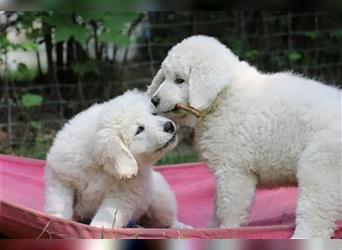 Kuvasz Welpen - Zucht - vom Crystal Diamonds - Mitglied im VDH/ FCI.