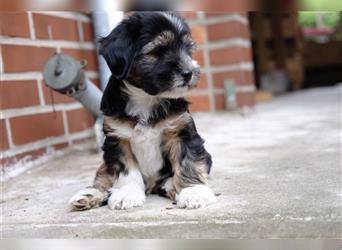 Tibet Terrier Welpen, VDH Papiere, zobel und tricolor