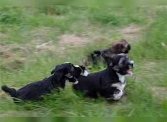 Tibet Terrier Welpen, VDH Papiere, zobel und tricolor