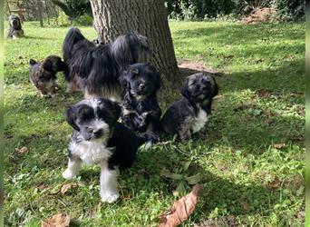 Tibet Terrier Welpen, VDH Papiere, zobel und tricolor