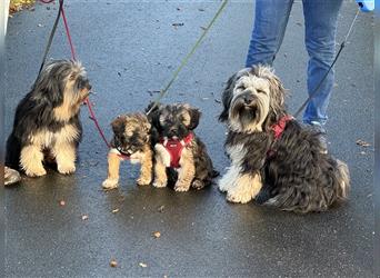 Tibet Terrier Welpen, VDH Papiere, zobel und tricolor